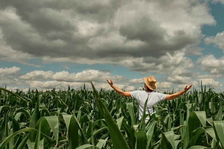 Successful male agronomist farmer with hands raised in the air in cultivated corn field